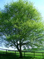 Acer Campestre